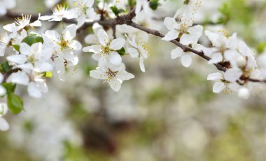 Baharda beyaz çiçekler
