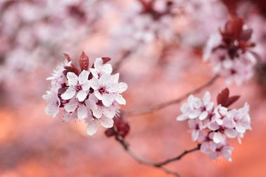 Baharda pembe çiçekler