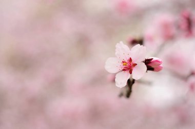 Baharda pembe çiçekler