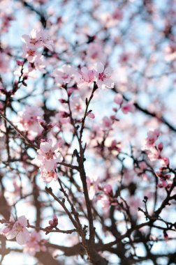 Baharda pembe çiçekler