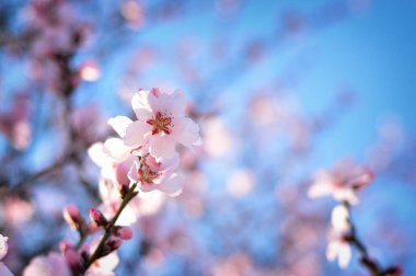 Baharda pembe çiçekler