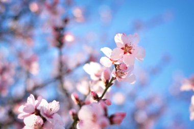 Baharda pembe çiçekler