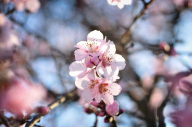 Baharda pembe çiçekler