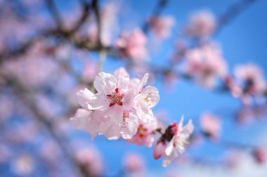 Baharda pembe çiçekler