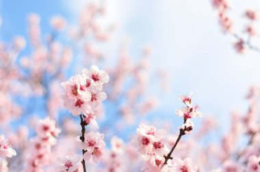 Baharda pembe çiçekler