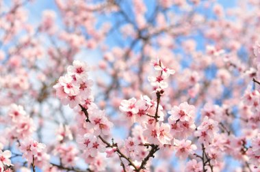 Baharda pembe çiçekler