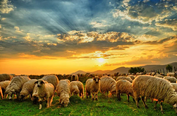 夕暮れ時の丘の羊の放牧の群れ — ストック写真
