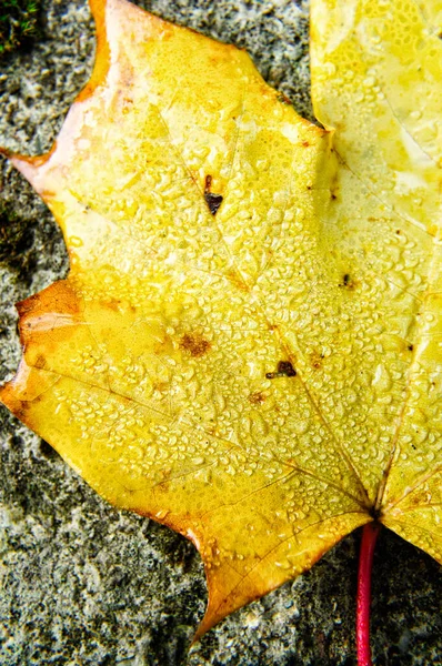 Λεπτομέρεια Κίτρινου Φύλλου Βράχο — Φωτογραφία Αρχείου