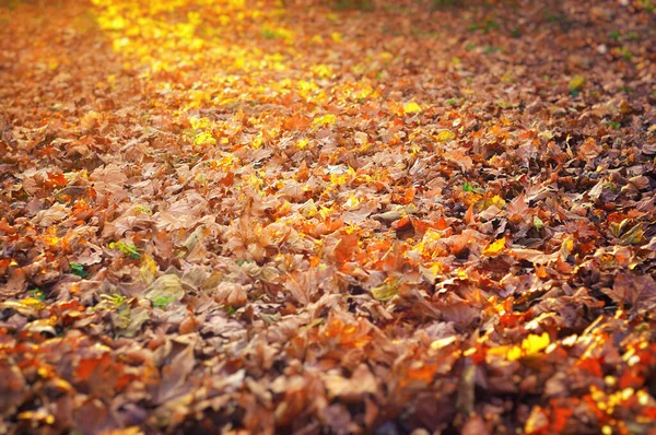 Doğal Parktaki Renkli Sonbahar Yaprakları — Stok fotoğraf