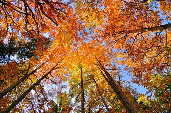 Podzimní Lesní Stromy Příroda Oranžové Dřevo Slunce Pozadí — Stock fotografie
