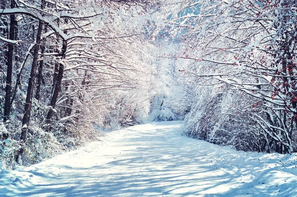 雪下过后 风光明媚的冬季道路穿过被雪覆盖的森林 — 图库照片