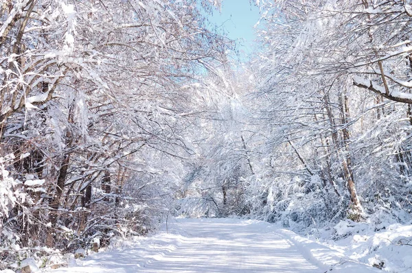 Scénická Zimní Cesta Lesem Pokrytá Sněhem Sněžení — Stock fotografie