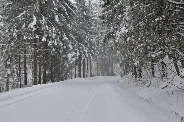Winter Forest Road Mountains — Stock Photo, Image