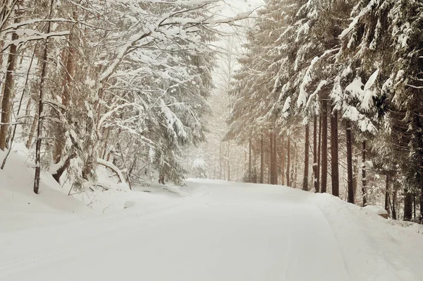 Estrada Inverno Panorâmica Através Floresta Coberta Neve Após Queda Neve — Fotografia de Stock