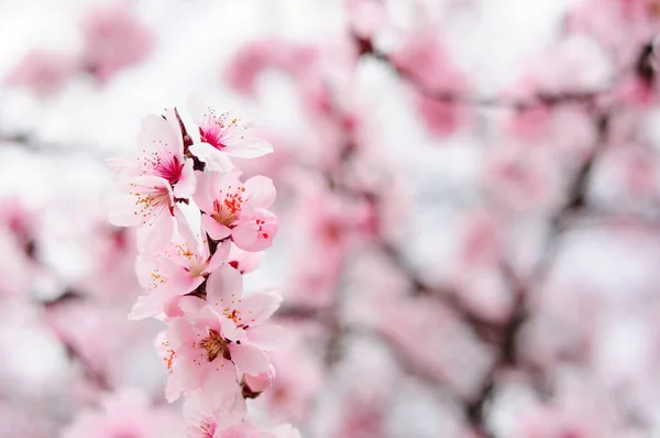 Närbild Våren Blommor Suddig Bakgrund — Stockfoto