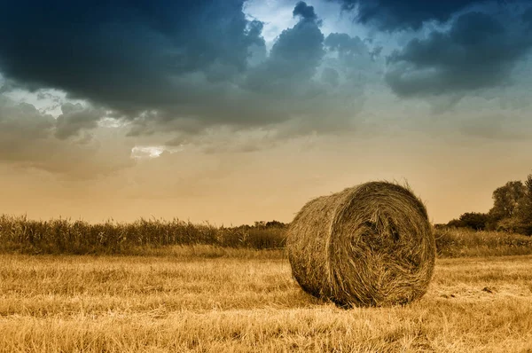 Heuballen Auf Einem Feld Kurz Vor Einem Sturm Heuballen Anbau — Stockfoto