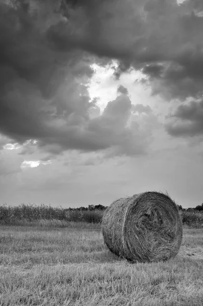 Balle Fieno Campo Poco Prima Una Tempesta Allevamento Fieno — Foto Stock