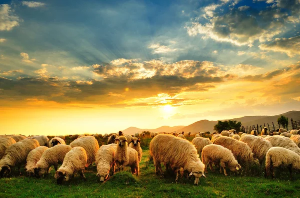 Rebanho Ovelhas Pastando Uma Colina Pôr Sol — Fotografia de Stock