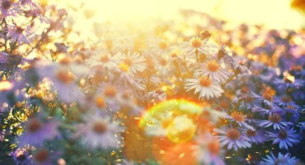 Фіолетові Айстри Сяють Сонячному Світлі Застосовано Врожайний Фільтр — стокове фото