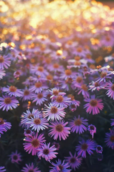 Фіолетові Айстри Сяють Сонячному Світлі Застосовано Врожайний Фільтр — стокове фото