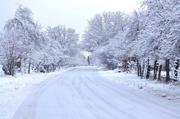 Winter Path Frozen Trees — Stock Photo, Image