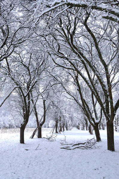 Ścieżka Zimowa Zamarzniętymi Drzewami — Zdjęcie stockowe