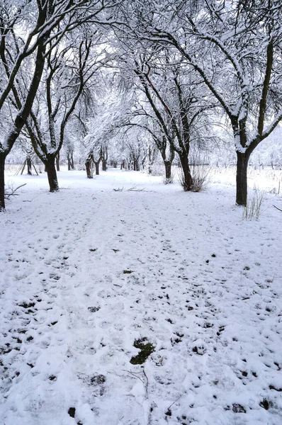 冬日之路 树木结冰 — 图库照片