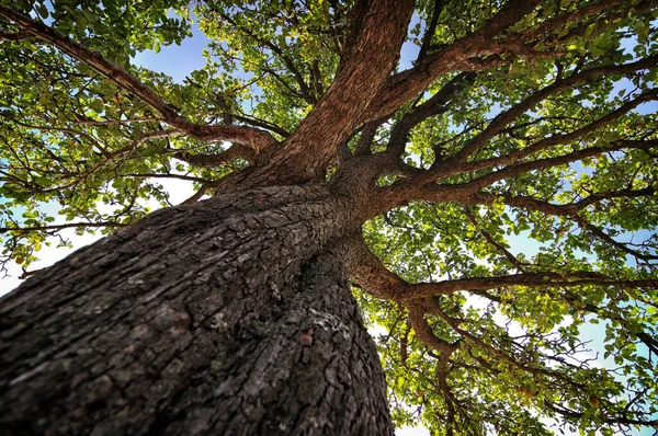 Oude Boom Met Grote Takken Zicht Van Onderen — Stockfoto