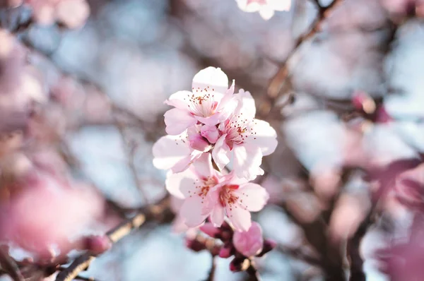 Rosa Blommor Våren — Stockfoto