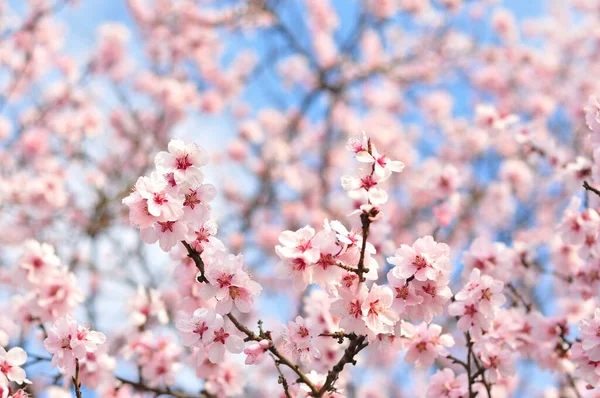 Baharda pembe çiçekler