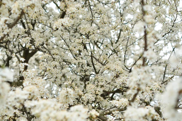 Flores Brancas Primavera — Fotografia de Stock