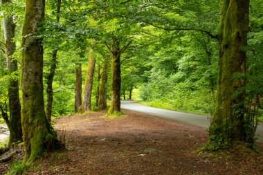 Yazın başında yeşil orman