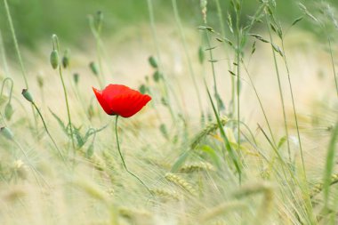 Gün doğumunda gelincik tarlası