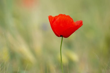 Haşhaş çiçeği yeşil arka plana yakın plan