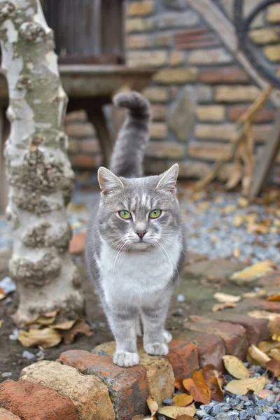 Cute Gray Cat Green Eyes Looking Camera — Stock Photo, Image