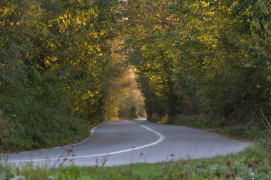 Sonbahar ormanında asfalt yol