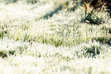 Taze yeşil çimenler, gün ışığında çiğ damlaları, yüzeysel derinlik