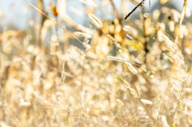 Gündoğumunda tilki kuyruklu arpa otlarının arka planı