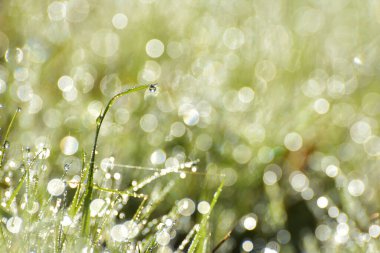 Taze yeşil çimenler, gün ışığında çiğ damlaları, yüzeysel derinlik