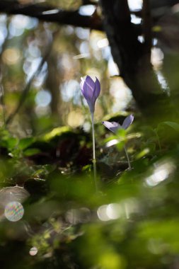 Gündoğumunda karanlık bir ormanda Crocus çiçekleri