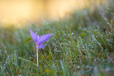 Crocus çiçeği, sabah, gün doğumunda.
