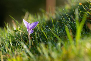 Şafak vakti çiğ taneleri damlayan Crocus çiçeği