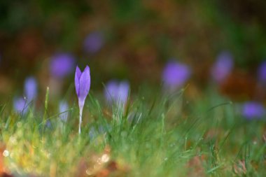 Crocus çiçeği, sabah, gün doğumunda.