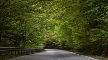 Sonbahar ormanında eski asfalt yol