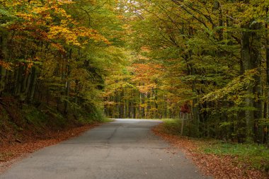 Sonbahar ormanında eski asfalt yol