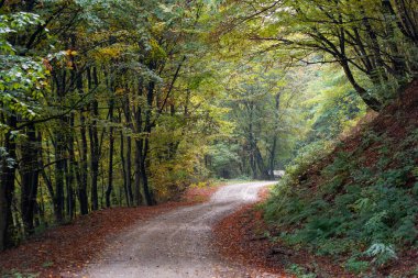 Sonbahar ormanında eski toprak yol