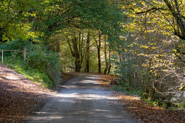 Forest Path Early Autumn Sunset — Stock Photo, Image