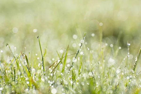 Hierba Verde Fresca Con Gotas Rocío Sol Poca Profundidad —  Fotos de Stock