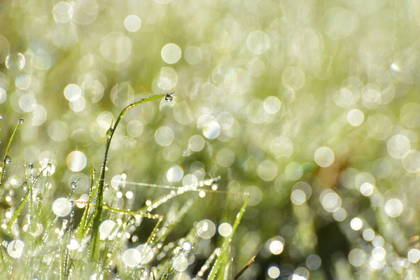 Hierba Verde Fresca Con Gotas Rocío Sol Poca Profundidad — Foto de Stock