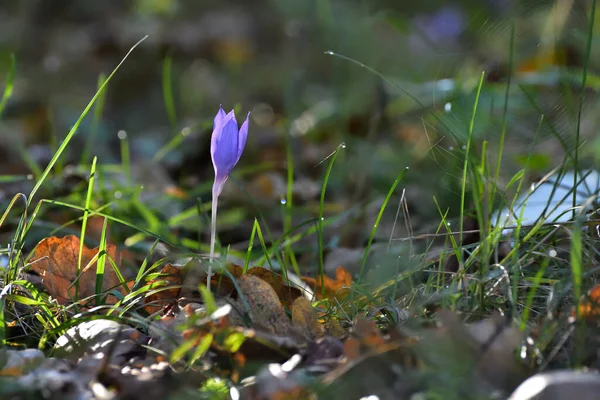 Krokusblüten Morgen Bei Sonnenaufgang — Stockfoto